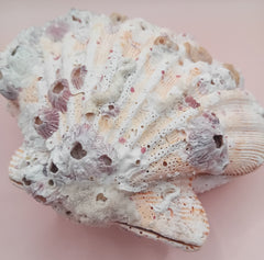 Natural Orange Lion's Paw Seashell Pair – 5.1
