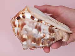 King Helmet Display Shell- Cassis flammea 4.8