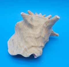 queen conch shell with flared pink interior and spiral tip, 9 inches, perfect for coastal home decor