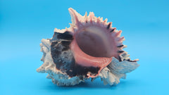 Huge Regius Murex shell 6-inch spiny sea shell with pink and dark brown interior for coastal décor