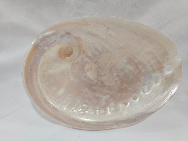 Pearl Abalone Shell 5.25"