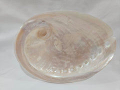 Pearl Abalone Shell 5.25