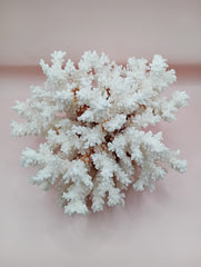 Vintage Brownstem Coral with natural branch texture – 8 x 5.5 x 7 inches