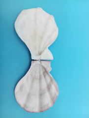 Swiftopecten swiftii scallop display shell pair 3.6 x 3.0 for coastal decor