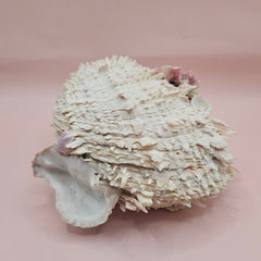6-inch Spondylus shell with layered ridges and soft blush hues, shown open and closed on a pink backdrop