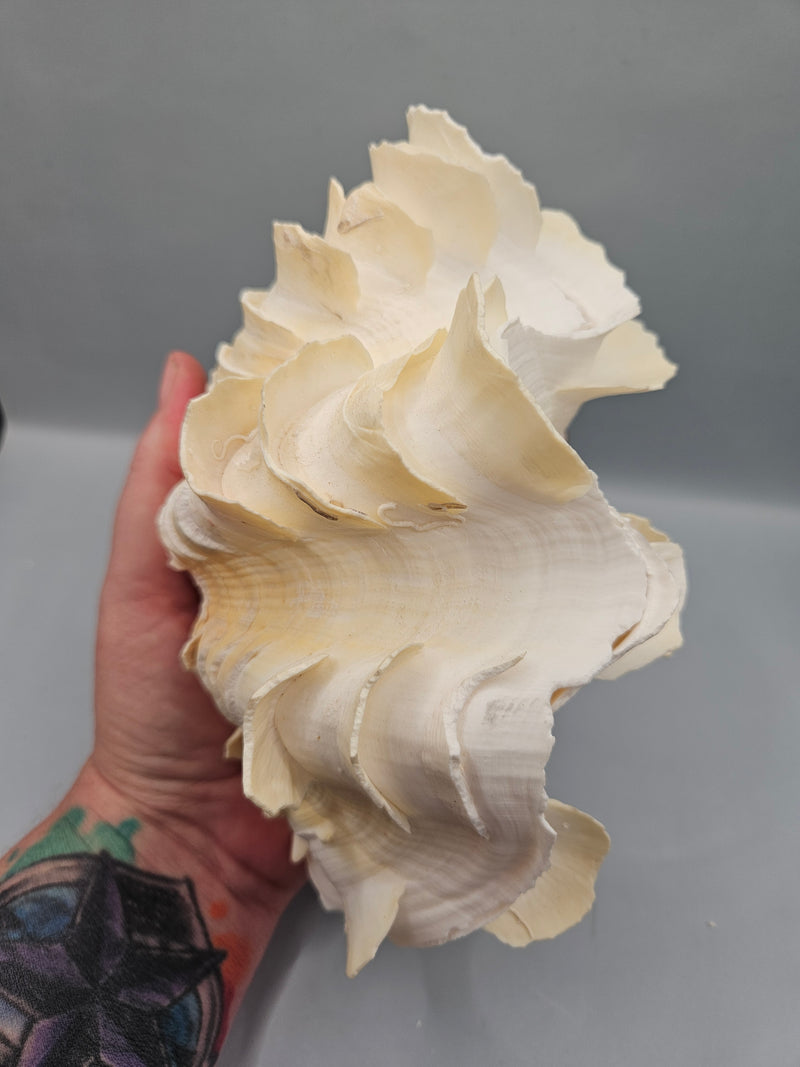 Squamosa clam shell pair, 7 inches wide, featuring natural ridges and textures