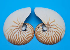 Set of matching Tiger Nautilus shell halves showing polished spiral interiors and pearly finish on blue background