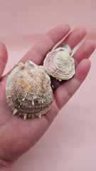 Vintage Spondylus shell pair with handwritten 1965 collection note on pink background