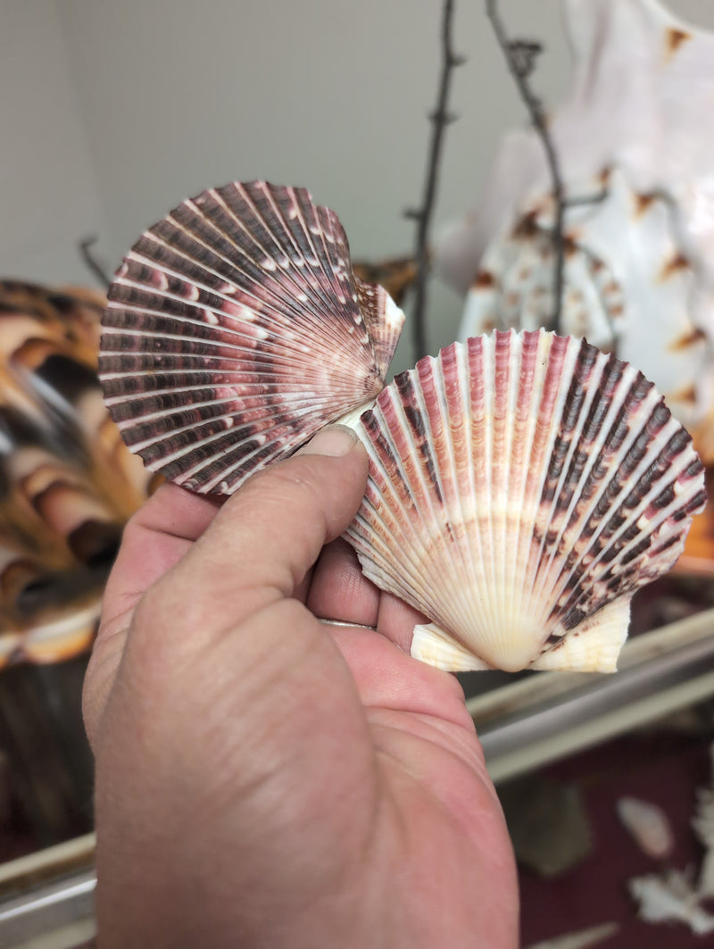 Medium Purple Scallop Shell 2.5-3.5"