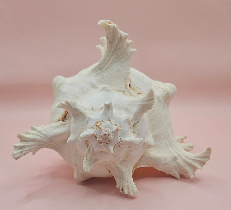 Murex Ramosus Conch – Large Spiny Seashell for Coastal & Nautical Decor 