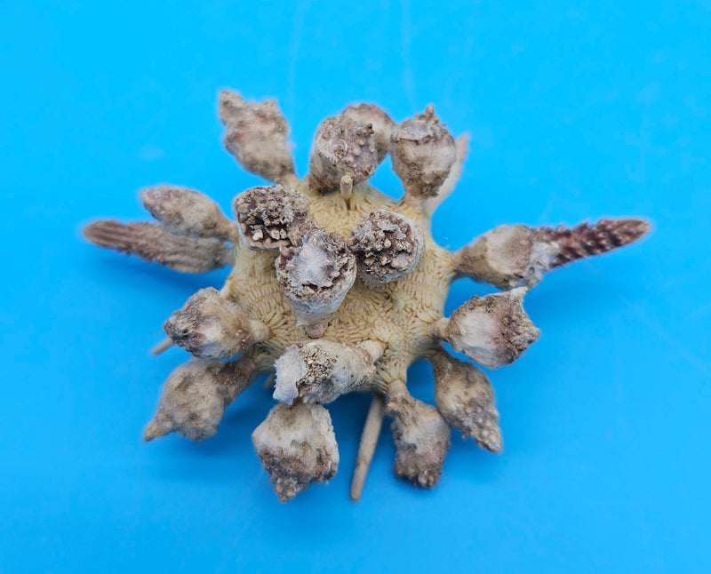 Pine Tree Urchin display shell 2.8 inches with natural spiny details for coastal home décor