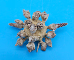 Pine Tree Urchin display shell 2.8 inches with natural spiny details for coastal home décor