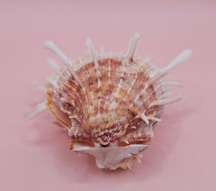 Spiny Spondylus shell with coral and ivory coloring on pink background, measuring 3.2 inches wide