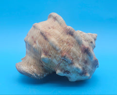 Marmoratus Turban Display Shell Premium Coastal Home Decor Large