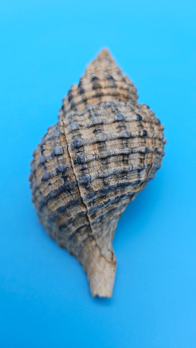Oregon Hairy Triton shell (Fusitriton oregonensis), 4.1 inches, ribbed spiral form with gray-blue highlights, Pacific Northwest origin.
