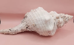 Large white horse conch shell with barnacles, 11.5 inches long