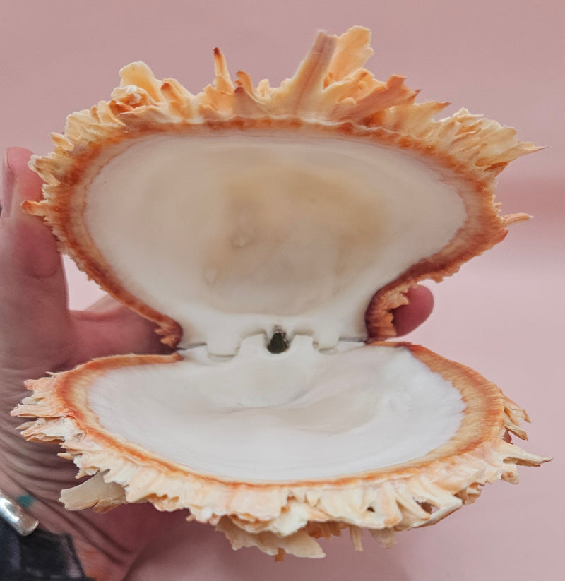Large 5.7-inch Spondylus shell with coral tones and layered spines, shown open with smooth ivory interior on pink background