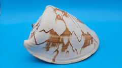 Noble Volute display shell for coastal home decor – premium natural specimen 7.25