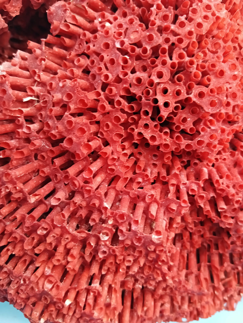 Vintage Red Pipe Coral 13x7.5x5.5 (Tubipora musica) Ocean Collectible