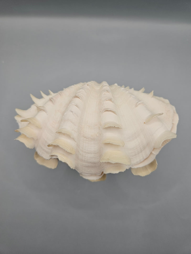 Squamosa clam shell pair, 6 inches wide, featuring natural ridges and textures