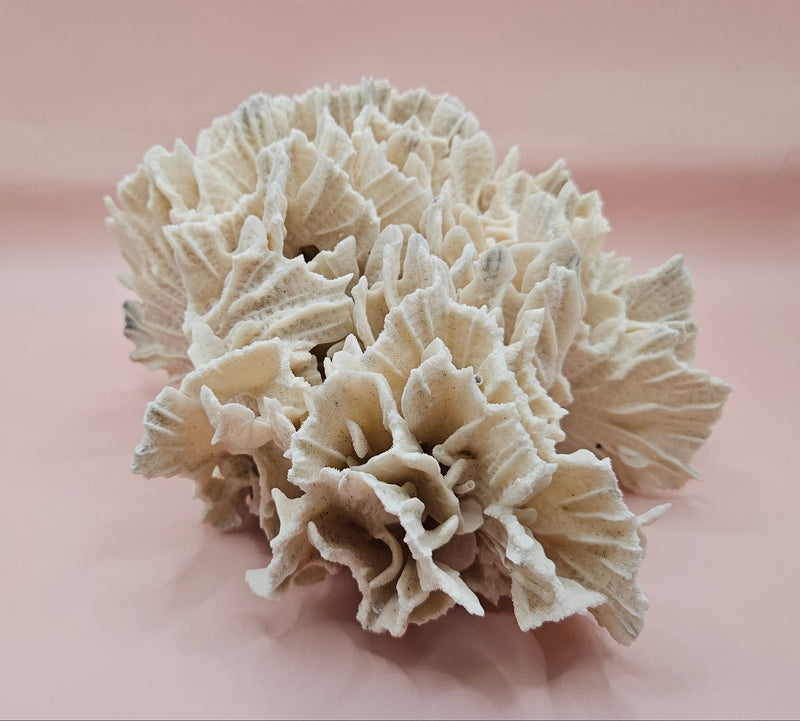 White vintage Rugosa coral fossil with radial ridges on pink background – 6.8 inch horn coral decor