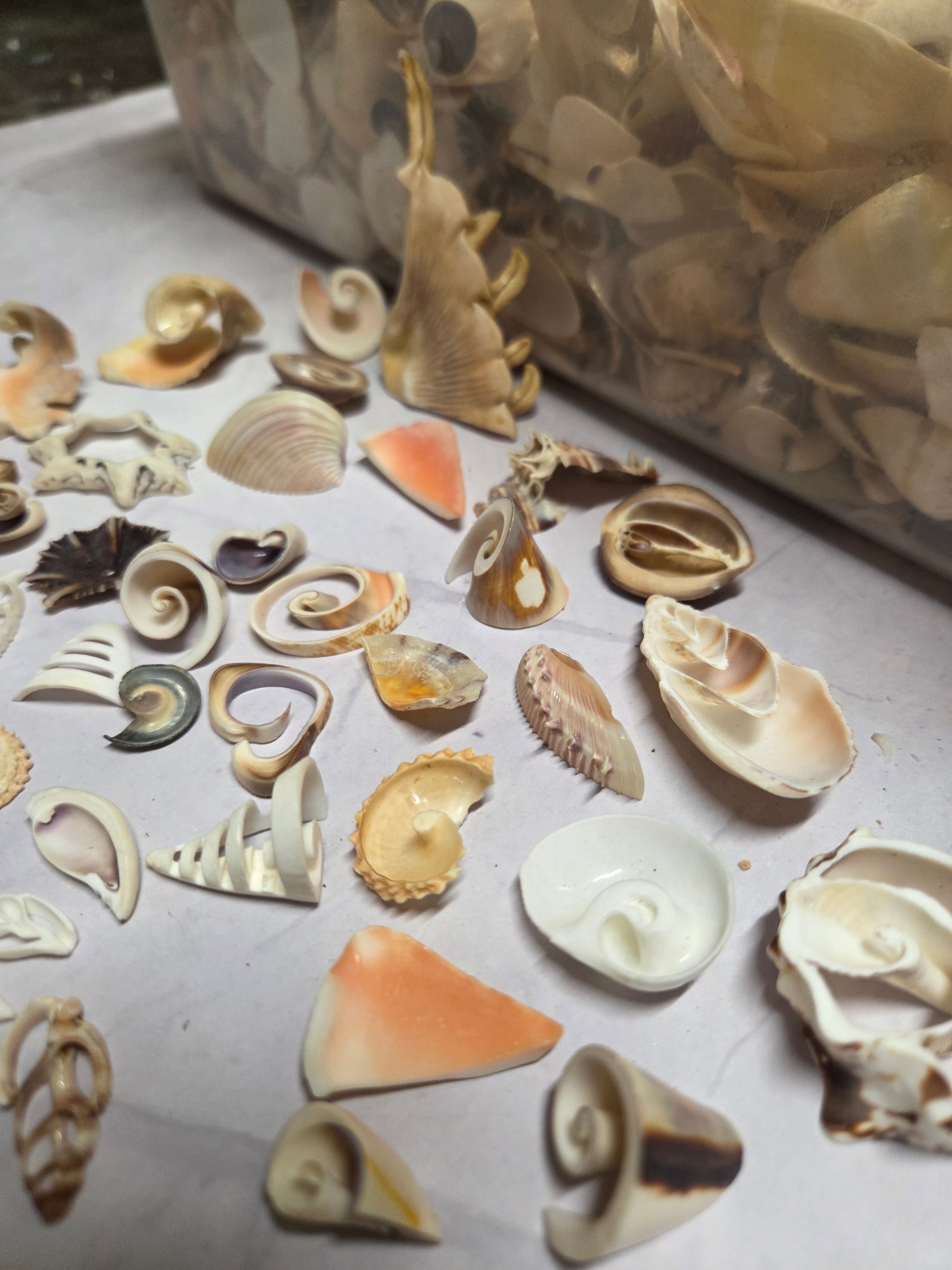Mixed Assortment of Vintage Sliced Shells 4 oz for Crafts | Loving ...