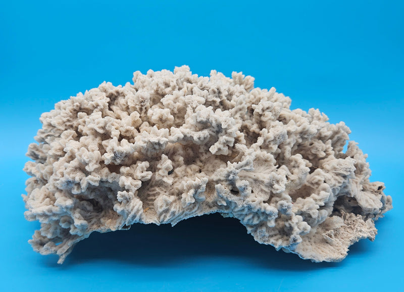 Vintage Merulina coral specimen for coastal home decor - natural marine piece