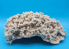 Vintage Merulina coral specimen for coastal home decor - natural marine piece