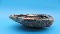 Green Abalone Shell with Pearl – 8