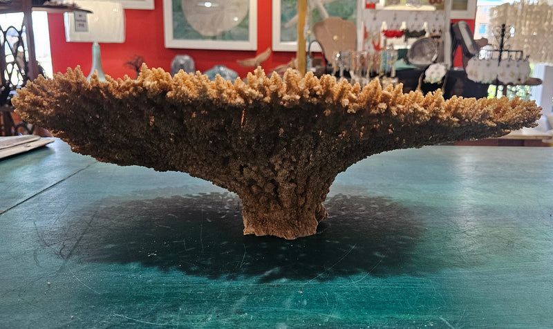 Natural dried table coral specimen with dense, beige-colored branching, ideal for coastal home décor, beach wedding centerpieces, or marine-themed interior styling