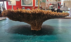 Natural dried table coral specimen with dense, beige-colored branching, ideal for coastal home décor, beach wedding centerpieces, or marine-themed interior styling