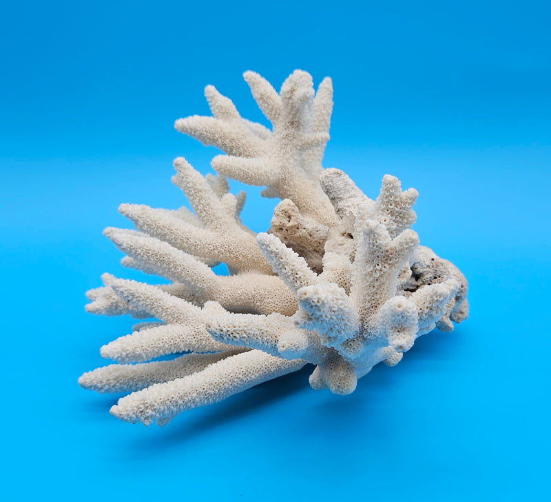 White Branch Coral Specimen with spiked arms and textured surface on blue background