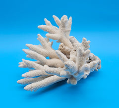 White Branch Coral Specimen with spiked arms and textured surface on blue background