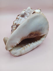 King Helmet Display Shell- Cassis flammea 4.8