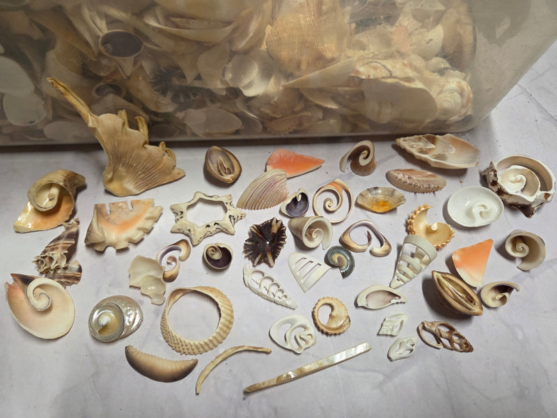 Mixed Assortment of Vintage Sliced Shells 4 oz for Crafts | Loving ...