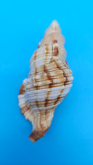 4.4-inch Cymatium pileare shell with brown and gold ribbed texture for coastal display décor