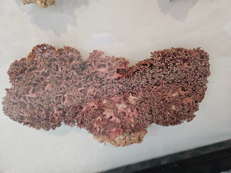 A 20"x20" shadowbox featuring a trio of rare red soft coral sponges, ranging in size from 5-7 inches and in colors from rust red to bright orange, perfect for coastal décor.