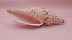 natural Fulgoraria pervostiana angulosa shell with cream, tan, and black markings.