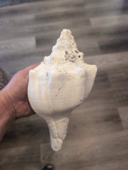 Raw Chank Shell
