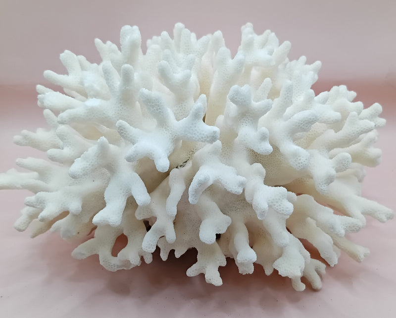 Vintage white Elkhorn Coral with natural branch texture – 9 x 5.5 x 8.5 inches coastal display decor