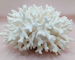 Vintage white Elkhorn Coral with natural branch texture – 9 x 5.5 x 8.5 inches coastal display decor