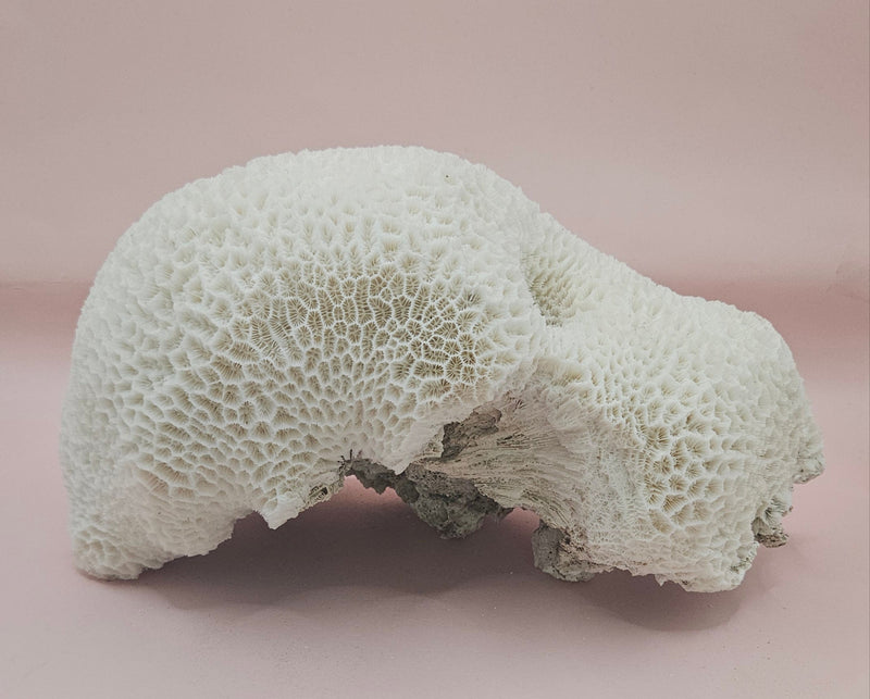 Vintage brain coral Diploria labyrinthiformis specimen with natural white maze-like texture, displayed on pink background, 9.75 inches