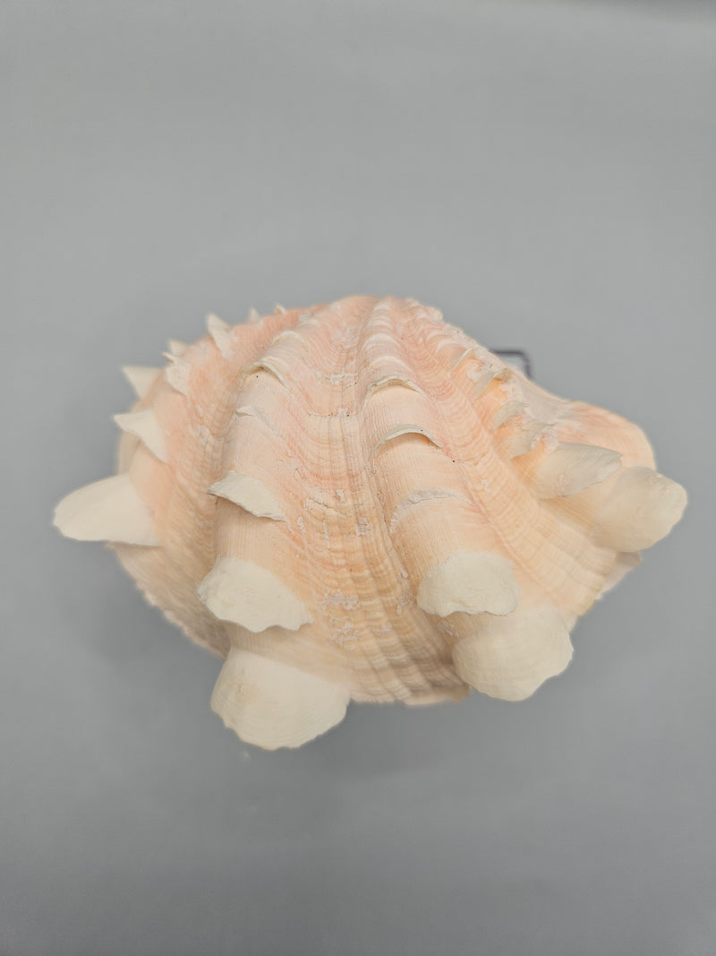 Squamosa clam shell pair, 4.5 inches wide, featuring natural ridges and texture