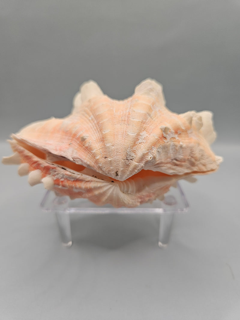 Squamosa clam shell pair, 4.5 inches wide, featuring natural ridges and texture