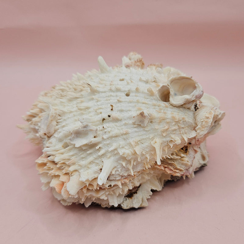Cream hinged Spondylus shell with barnacle growth and textured spines, 4.7 inches long on a pink background