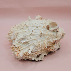 Cream hinged Spondylus shell with barnacle growth and textured spines, 4.7 inches long on a pink background