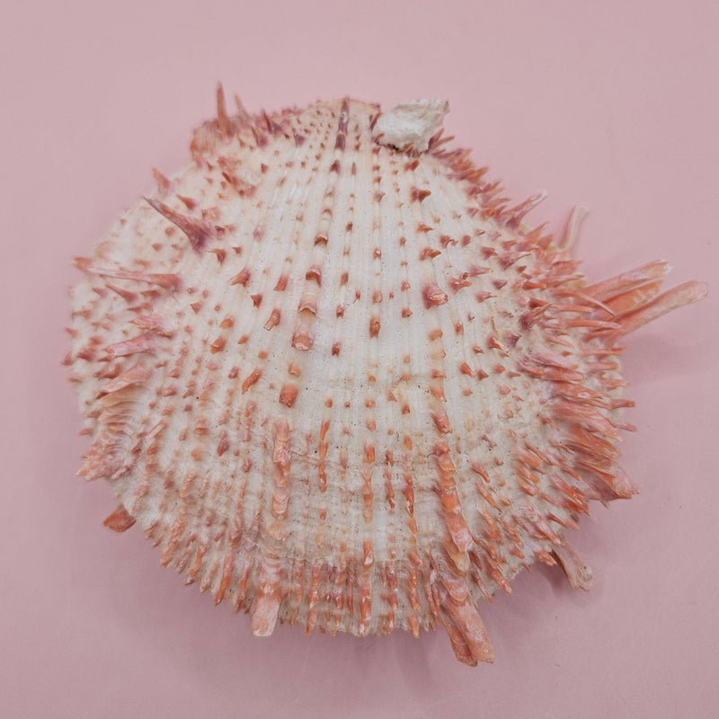 Large cream and peach Spondylus shell with spines and barnacle, measuring 5.3 inches wide