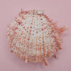 Large cream and peach Spondylus shell with spines and barnacle, measuring 5.3 inches wide