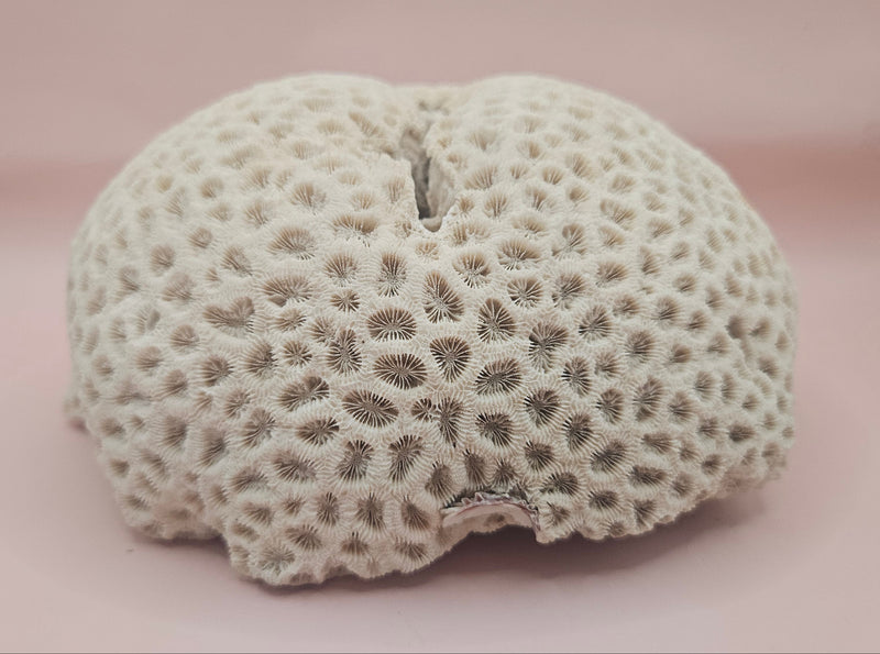 Vintage Brain Coral Specimen Diploria labyrinthiformis Natural Ivory Decor
Alt text: Vintage brain coral specimen with ivory star-pattern surface, 7.5x6.75x3 inches