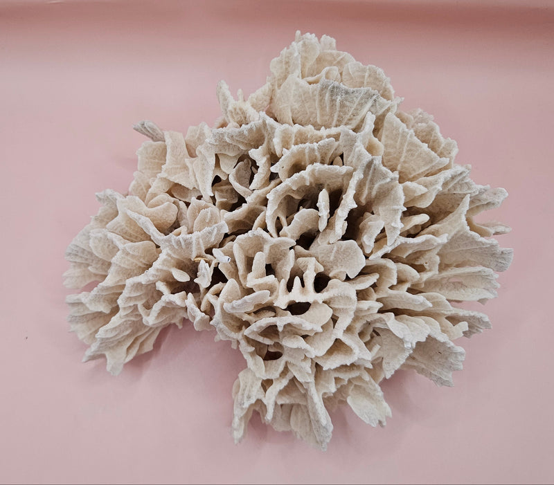 White vintage Rugosa coral fossil with radial ridges on pink background – 6.8 inch horn coral decor